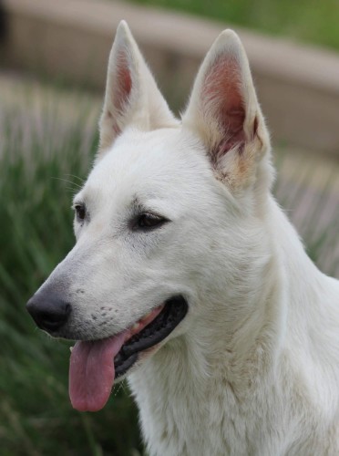 meggie jane of kims dream