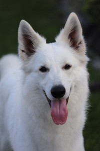 saya3